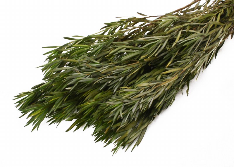 Dried Salignum Green 75g