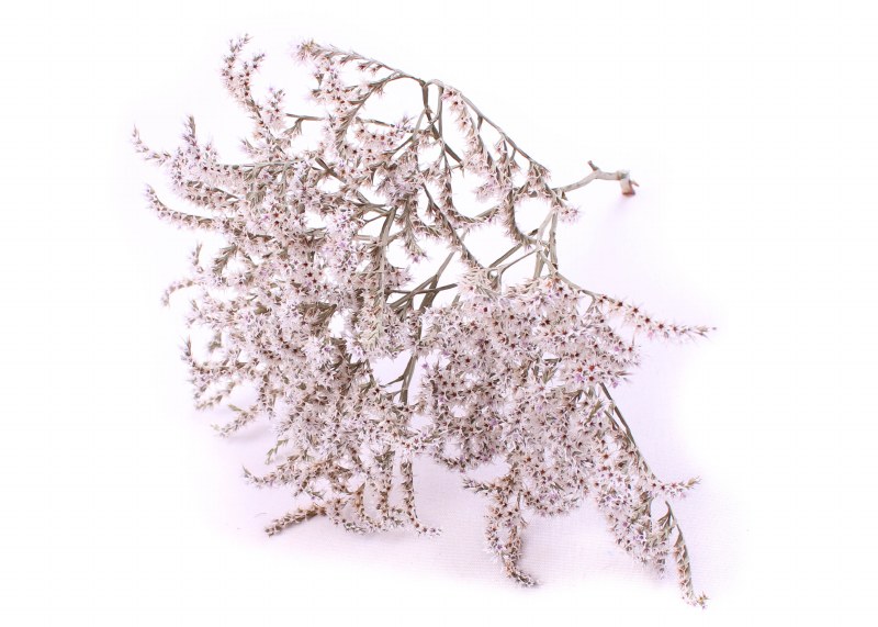 Died Statice Tataricum 1Kilo