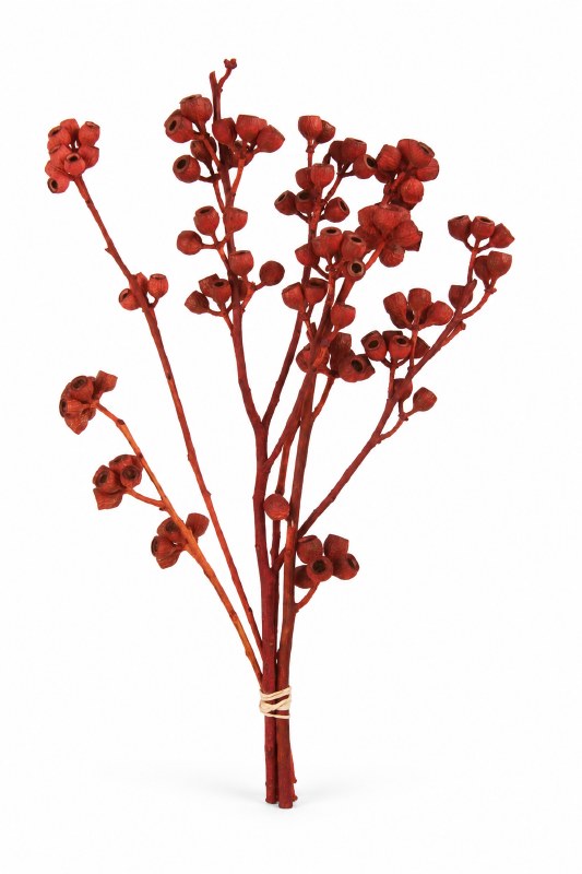 Dried Ambernut Branch x 5 Red