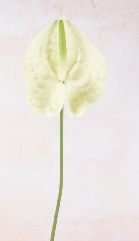 Faux Anthurium Stem Ivory 70cm