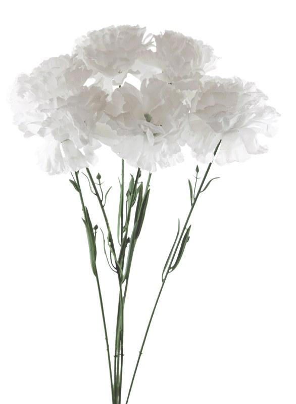 Picture of Silk white carnations x 6-46cm