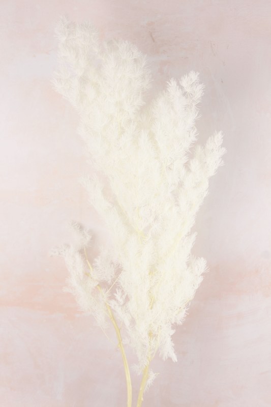 Picture of Preserved Asparagus Fern Bleached