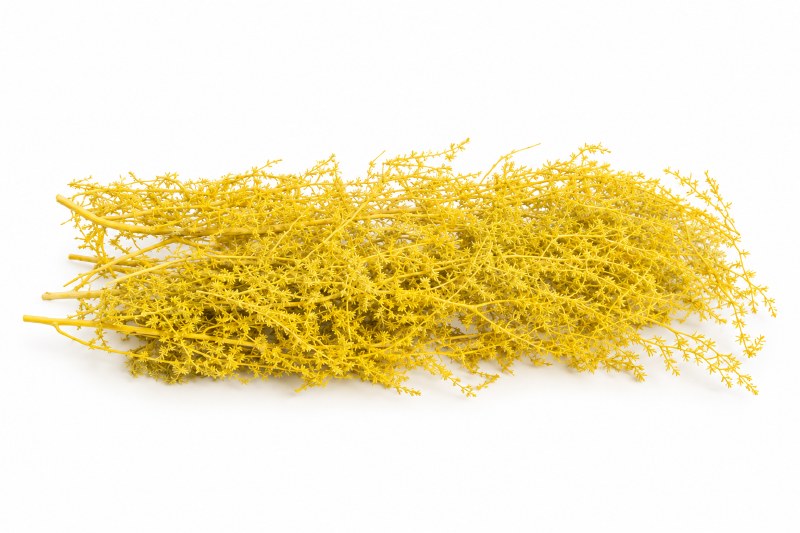 Dried Asparagus Yellow