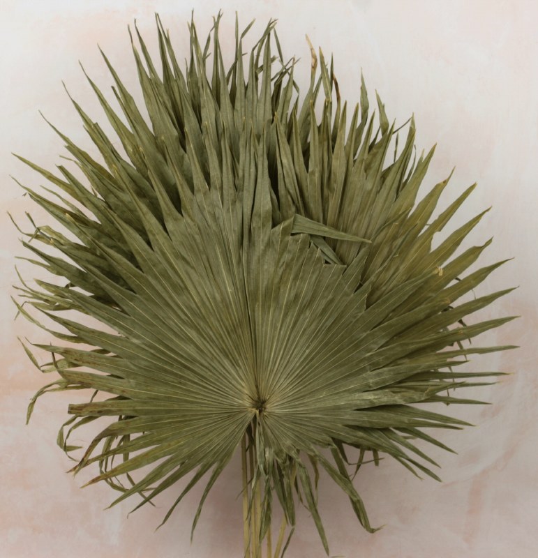 Dried Flower Palm Leaves Medium x 5