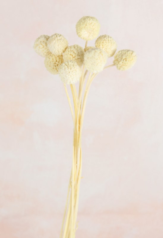 Picture of Craspedia Bleached Bunch