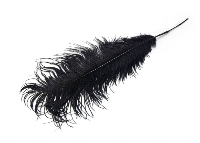 Ostrich feathers x 5 Black