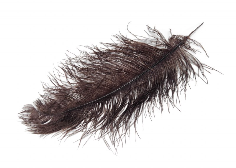 Ostrich Feathers x 5 Brown