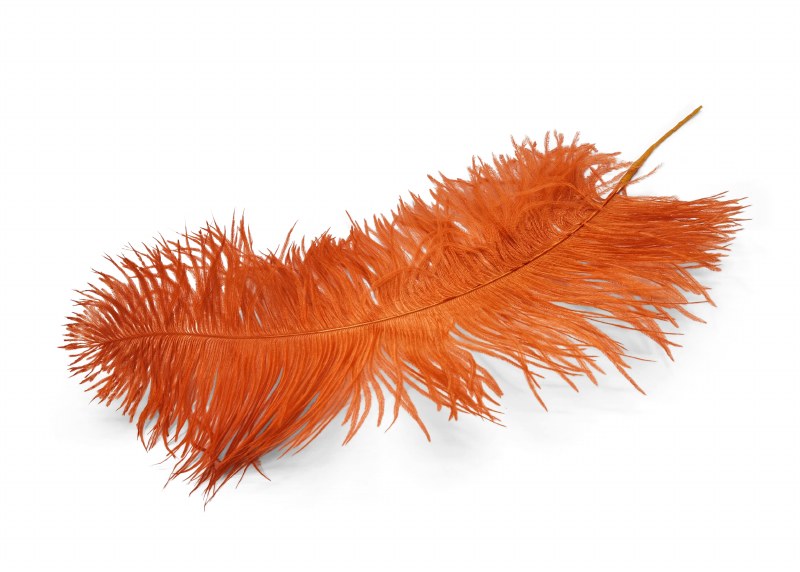 Ostrich feathers x 5 Coral