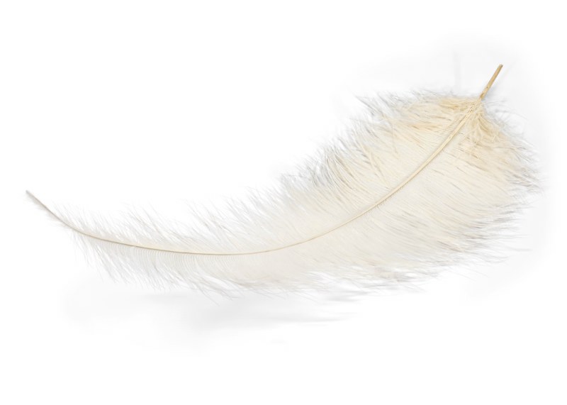 Ostrich Feathers x 5 Cream