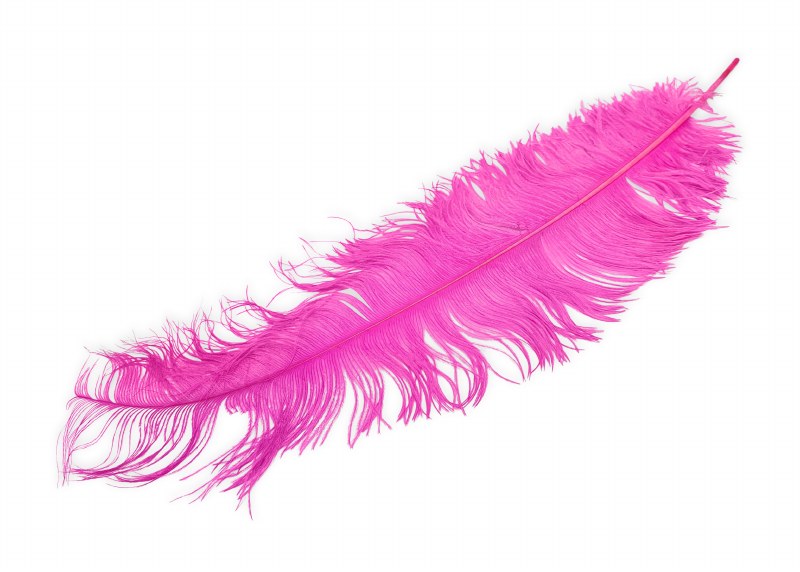 Ostrich Feathers x 5 Fuchsia