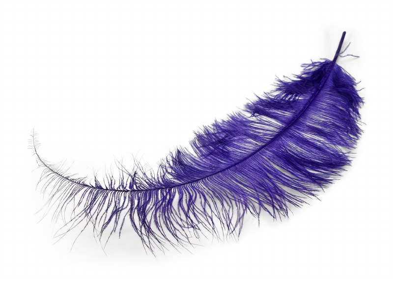 Ostrich feathers x 5 Purple