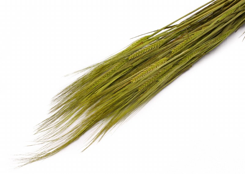 Dried Barley Basil 75cm 100g