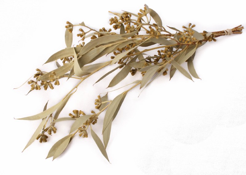 Dried Amber Fruit Foliage Natural 75g