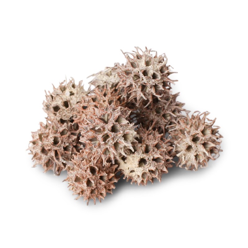 Dried Amberbaum Pods 250g Ivory Frosted