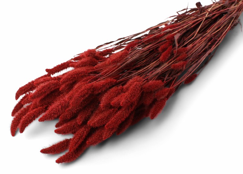 Dried Setaria Red 50cm/60cm 75gr