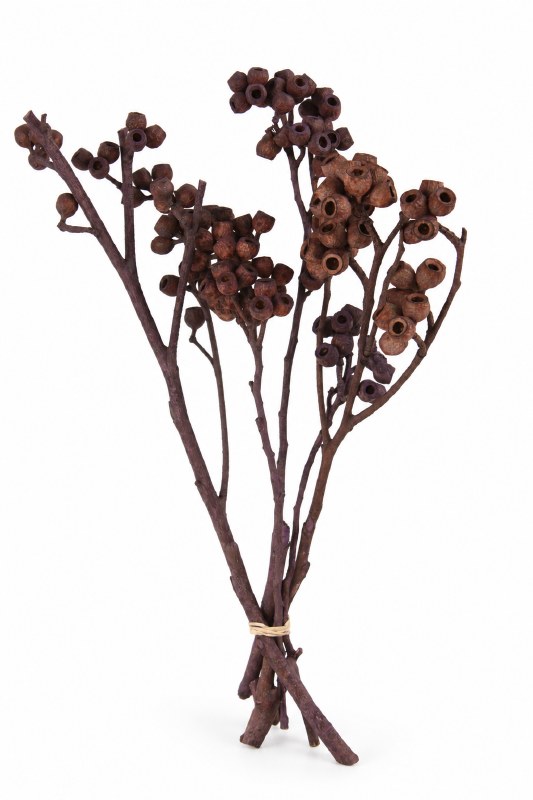 Dried Ambernut Branch x 5 Very Pery