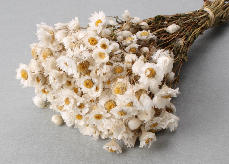 Dried Dasies Bunch 25/40cm 50gr
