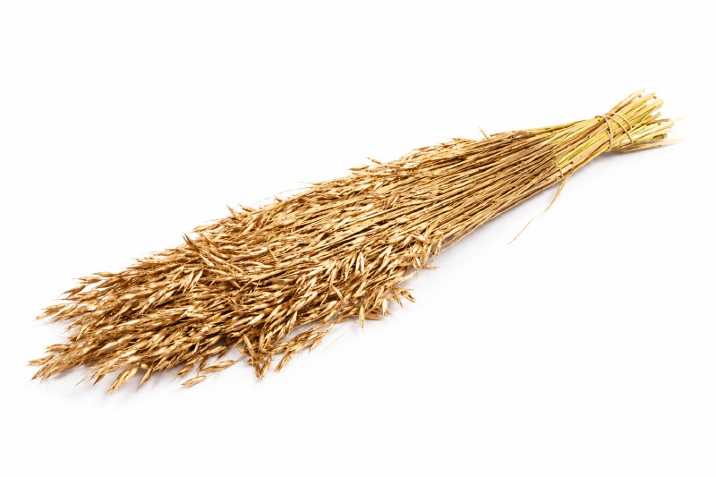 Dried Oats Gold Bunch