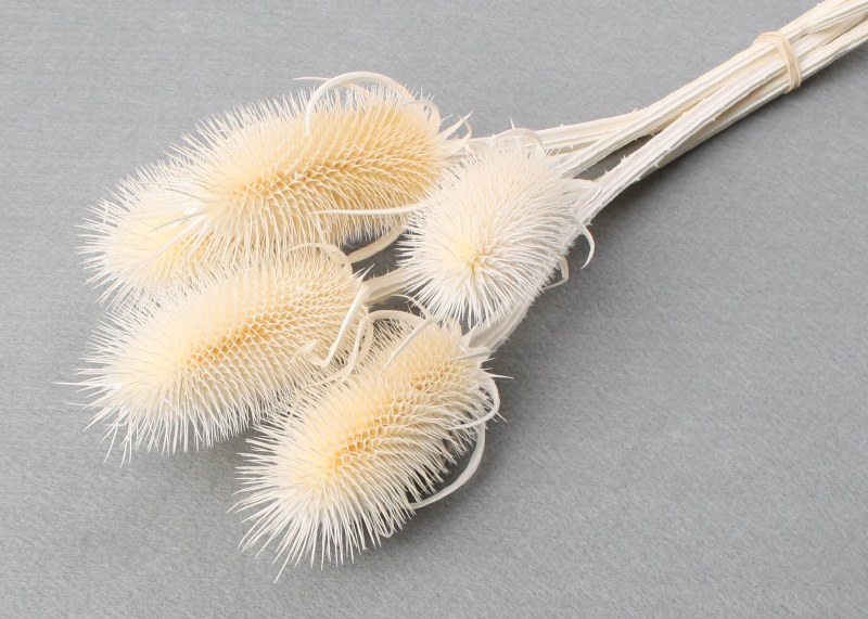 Dried Thistles Bleached 20-30cm (5-7cm Head) x 5