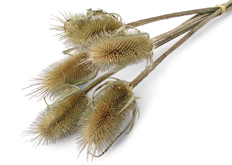 Dried Thistles Natural 20-30cm (5-7cm head) x 5