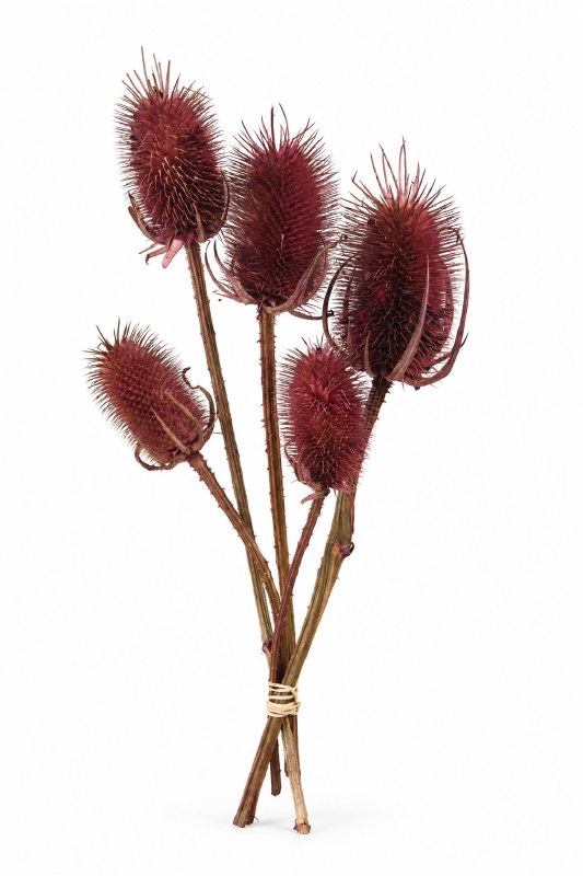 Dried Thistles Blackberry 20-30cm (5-7cm) x 5