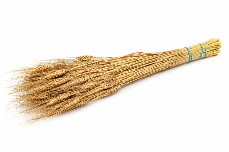 Dried Wheat Gold Bunch