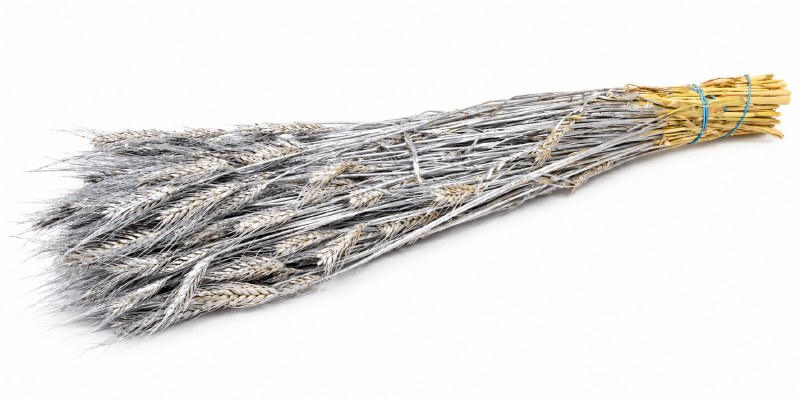 Dried Wheat Silver Bunch 78cm