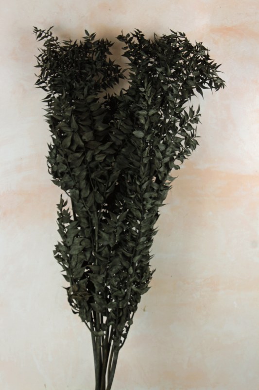 Dried Ruscus Bunch Black