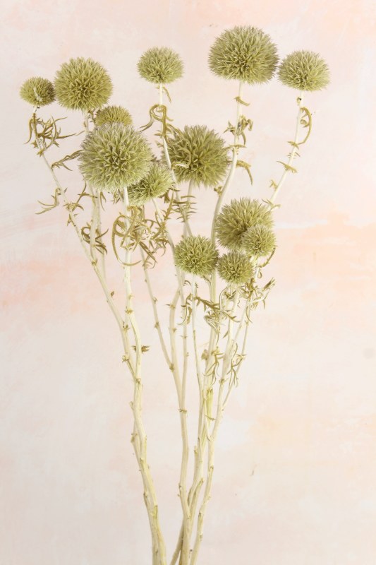 Picture of Dried Echinops Natural Bunch