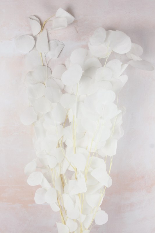 EUCALYPTUS POPULUS BLEACHED