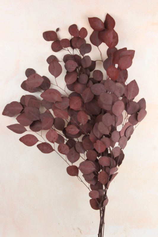 Preserved Eucalyptus Red