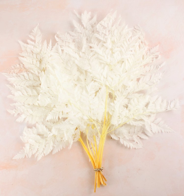 Picture of LEATHER FERN LIGHT BLEACED