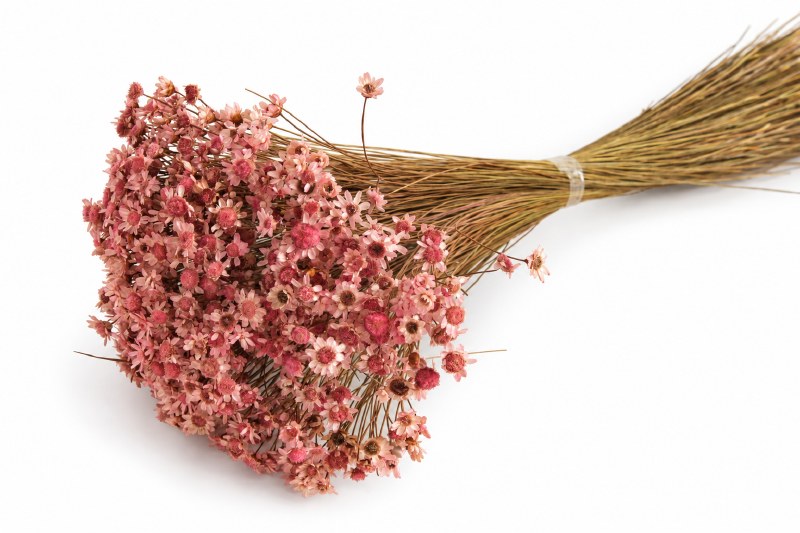 Dried Glixia Light Pink