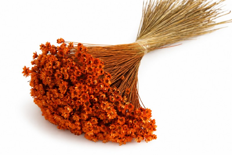 Dried Glixia Orange