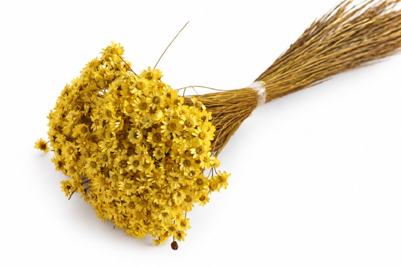Dried Glixia Yellow