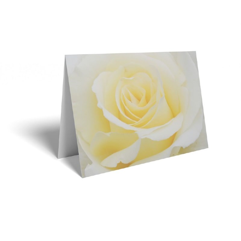 Picture of Florist Folding Cards x 25 Cream Rose
