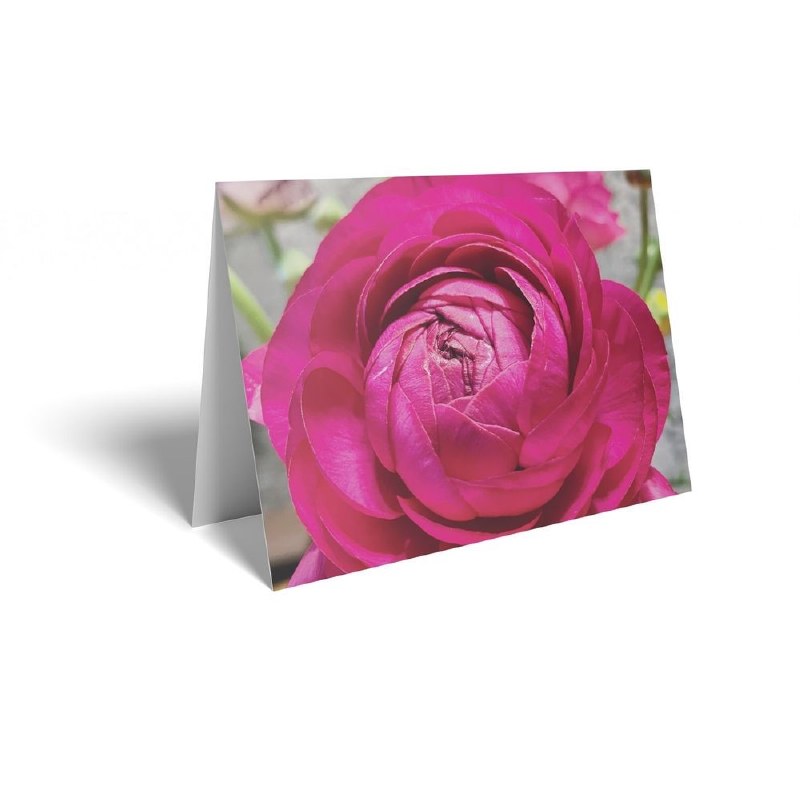 Picture of Florist Folding Cards x 25 Pink Rose