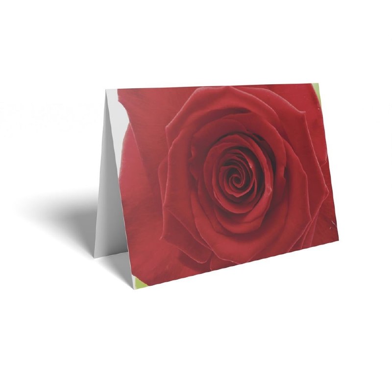 Florist Folding Cards x 25 Red Rose
