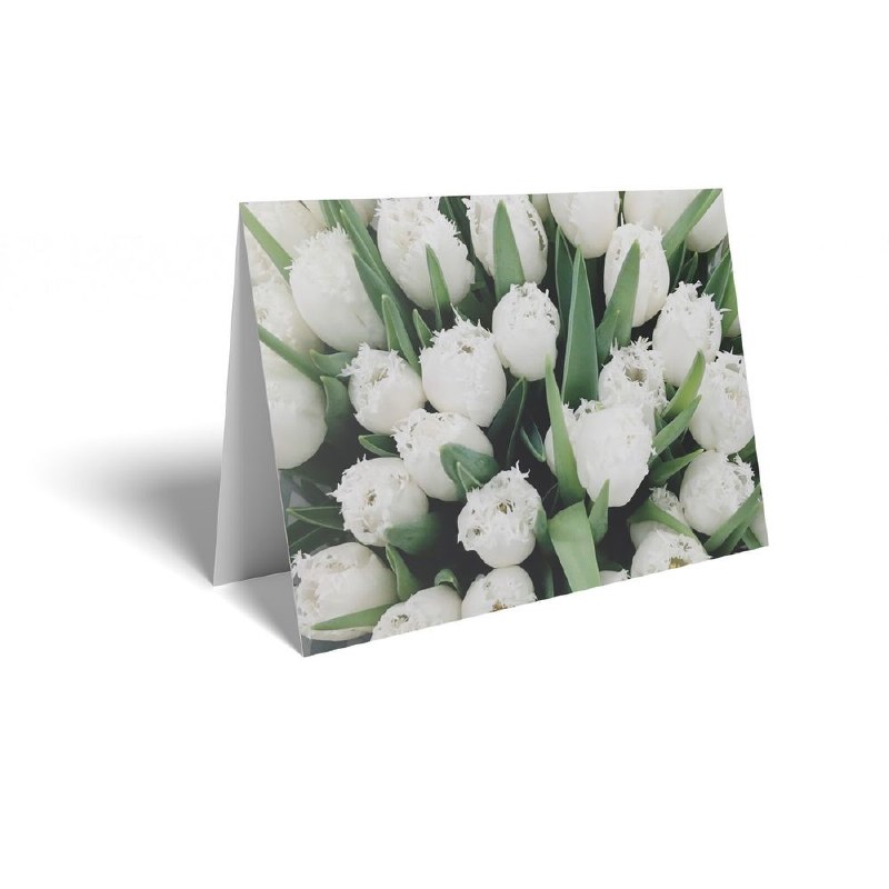 Picture of Florist Folding Cards x 25 White Tulips