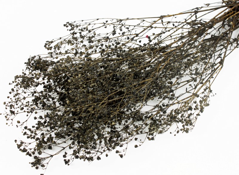 Picture of Preserved Gyp Black