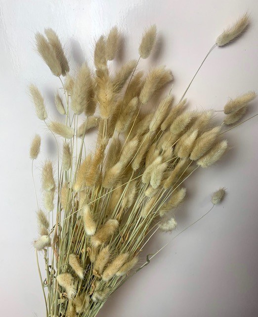Picture of Lagurus Dried Natural
