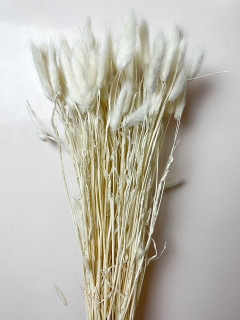 Picture of Lagurus Bleached
