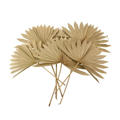 Picture of SUN SPEAR NATURAL 50CM X6PCS