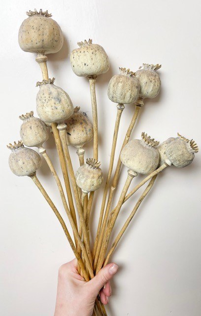Picture of Wild Poppy Bunch