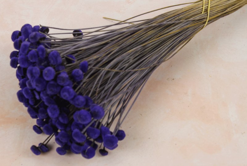 Dried Button Flower Aubergine 100g