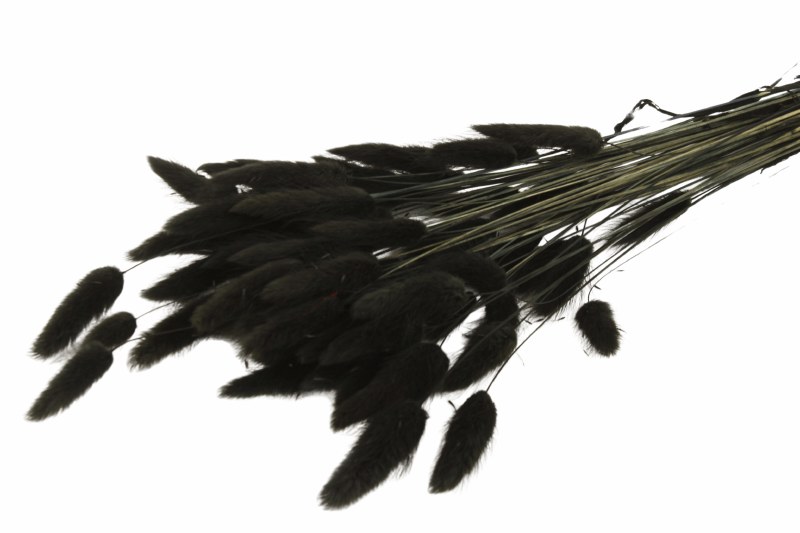 Picture of Lagurus Bundle Black/Grey 50gr