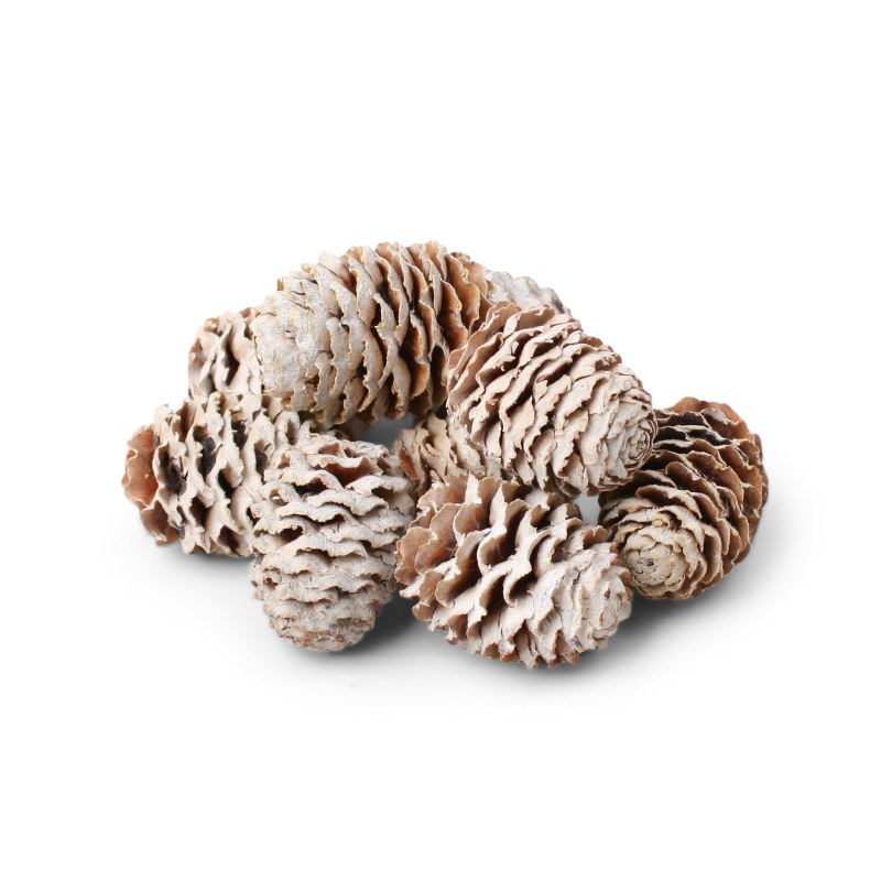 Larch Cone 500g White Wash