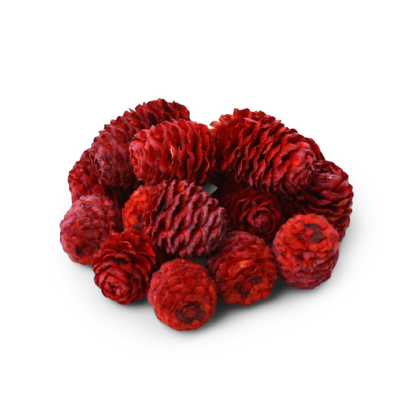 Larch Cone 500g Red