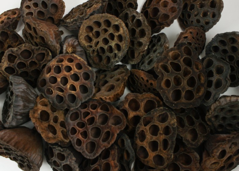 Picture of Dried Lotus Heads Medium x 50