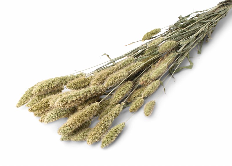 Dried Setaria Natural 50cm/60cm 75g